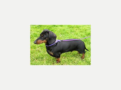 Perros y  Gatos Busco Perrita Salchicha Negra 